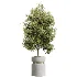 AV Indoor Plants Set 505 Alocasia Elefantenohr Eucalyptus Bouquet Olive Ficus - Thumbnail 3