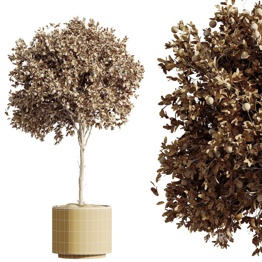 AV Indoor Plants Set 512 Olive Orange Tree Banana Cactus Echinocactus Yucca Image 9