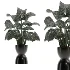 Monstera indoor-Plants-set033 - Thumbnail 2
