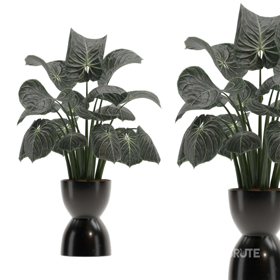 Monstera indoor-Plants-set033 Image 2
