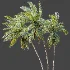 AV Plant Cocos Nucifera Palm Tree 02 - Thumbnail 4