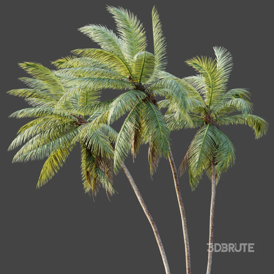 AV Plant Cocos Nucifera Palm Tree 02 Image 4