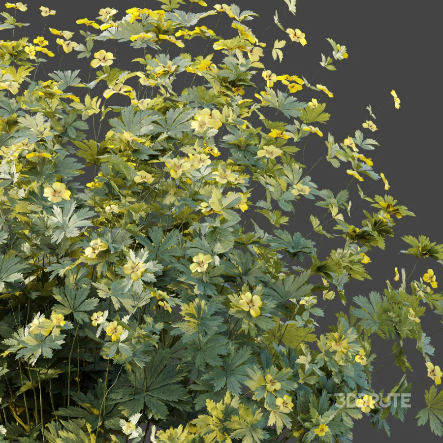 AV Plant Bush Tormentil Potentilla Erecta 02 Image 8