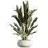 AV Indoor Plants Set 515 Dracaena Warneckii Banana Ficus Microcarpa Bonsai Lemon Tree - Thumbnail 2