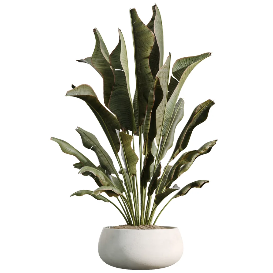 AV Indoor Plants Set 515 Dracaena Warneckii Banana Ficus Microcarpa Bonsai Lemon Tree Image 2