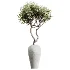 AV Indoor Plants Set 503 Dracaena Warneckii Olive Elegant Monstera Areca Palm - Thumbnail 3