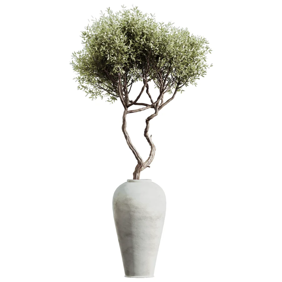 AV Indoor Plants Set 503 Dracaena Warneckii Olive Elegant Monstera Areca Palm Image 3