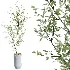 AV Indoor Plants Set 517 Ficus Coconut Palm Ficus Elastica Olive Eucalyptus - Thumbnail 3