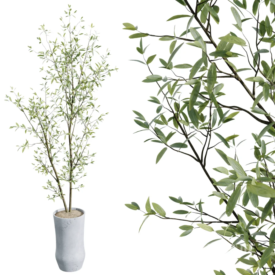 AV Indoor Plants Set 517 Ficus Coconut Palm Ficus Elastica Olive Eucalyptus Image 3