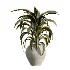 AV Indoor Plants Set 503 Dracaena Warneckii Olive Elegant Monstera Areca Palm - Thumbnail 4