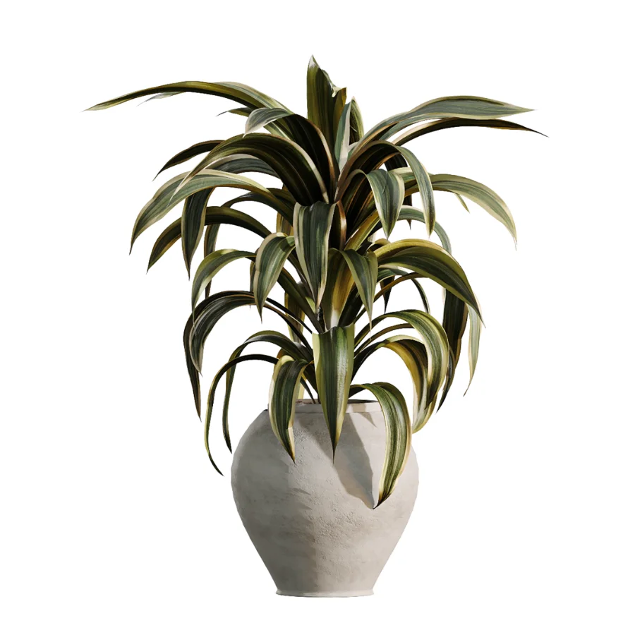 AV Indoor Plants Set 503 Dracaena Warneckii Olive Elegant Monstera Areca Palm Image 4