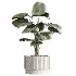 AV Indoor Plants Set 516 Licuala Palm Ficus Marginata Yucca and Olive Ficus - Thumbnail 3