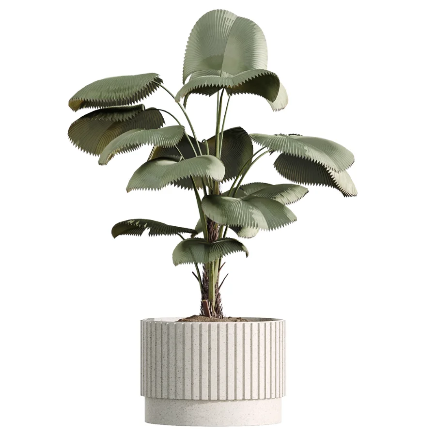 AV Indoor Plants Set 516 Licuala Palm Ficus Marginata Yucca and Olive Ficus Image 3