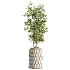 AV Indoor Plants Set 509 Licuala Palm Olive Ficus Binnendijkii Drupifera Areca Palm - Thumbnail 2