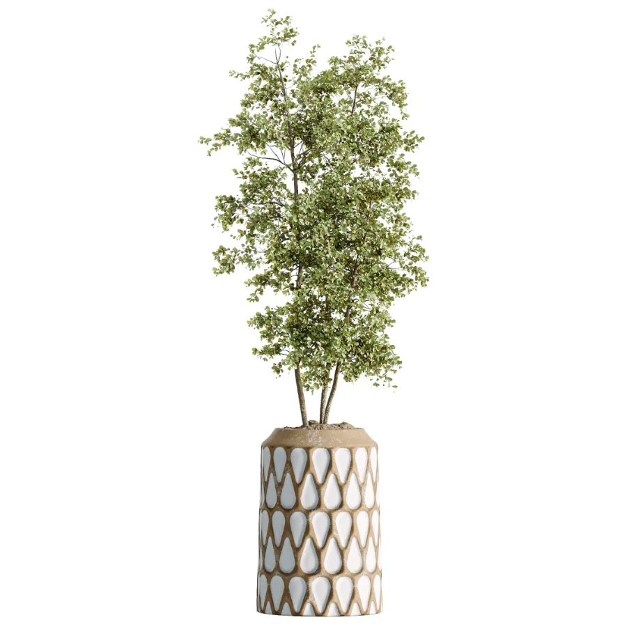 AV Indoor Plants Set 509 Licuala Palm Olive Ficus Binnendijkii Drupifera Areca Palm Image 2