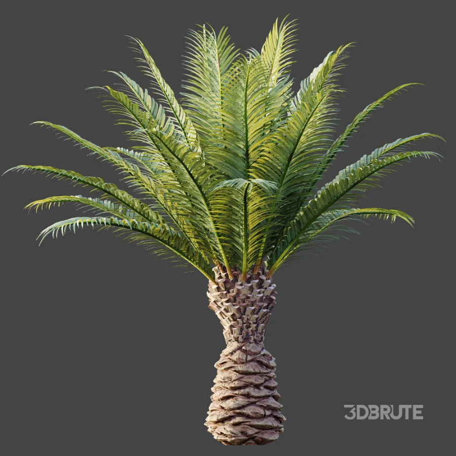 AV Plant Phoenix Canariensis Palm Tree 03 Image 6