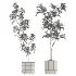 Ficus Benjamina Indoor Plant-set-032 - Thumbnail 1
