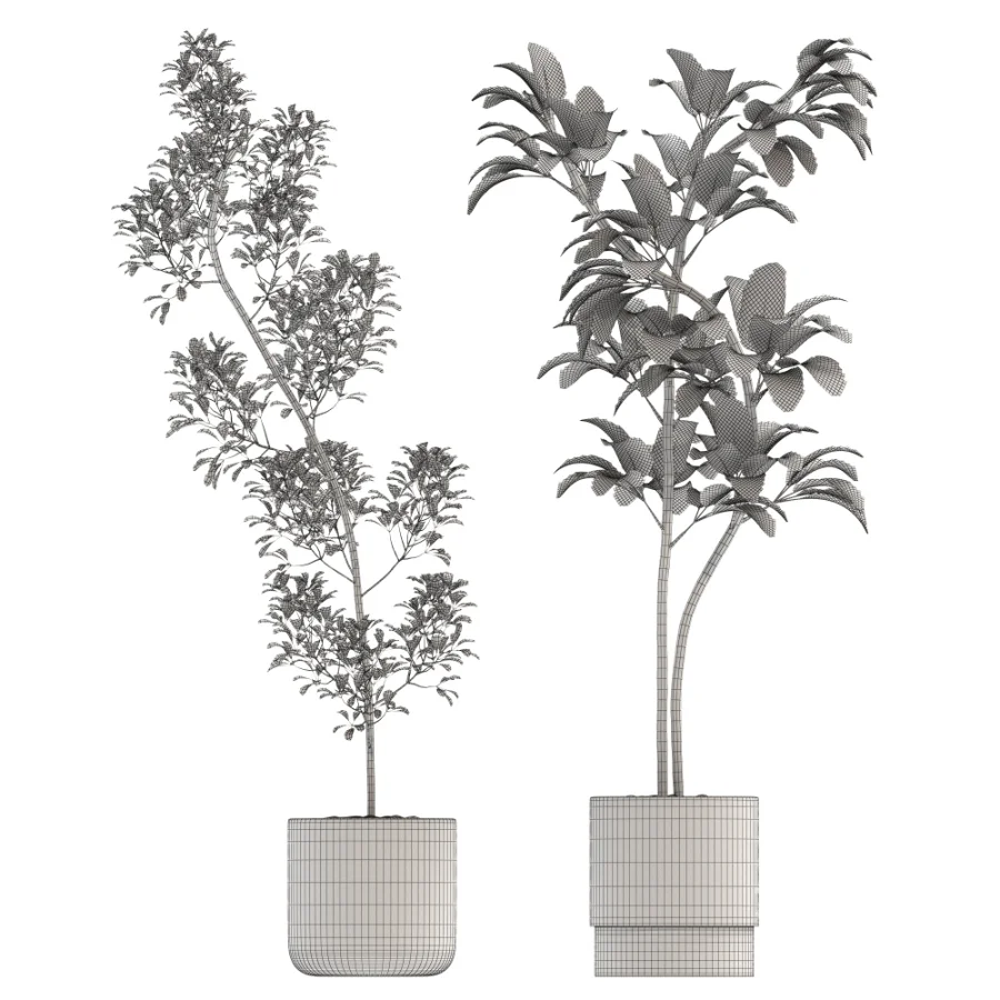 Ficus Benjamina Indoor Plant-set-032 Image 1