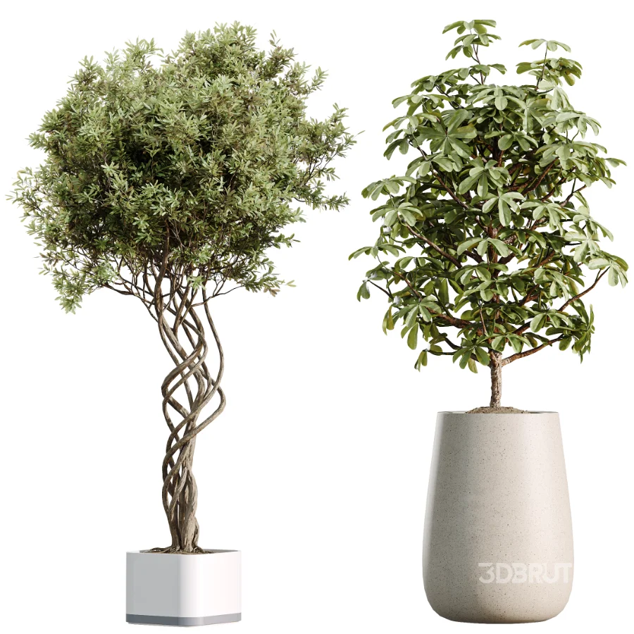 AV Indoor Plants Set 507 Yucca Banana Olive Orange Tree Schefflera Arboricola Image 7