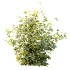 AV Plant Bush Tormentil Potentilla Erecta 02 - Thumbnail 3