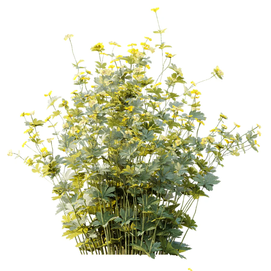 AV Plant Bush Tormentil Potentilla Erecta 02 Image 3