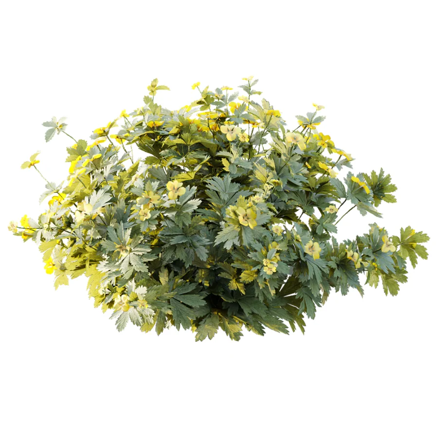 AV Plant Bush Tormentil Potentilla Erecta 02 Image 4