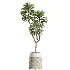 AV Indoor Plants Set 509 Licuala Palm Olive Ficus Binnendijkii Drupifera Areca Palm - Thumbnail 3