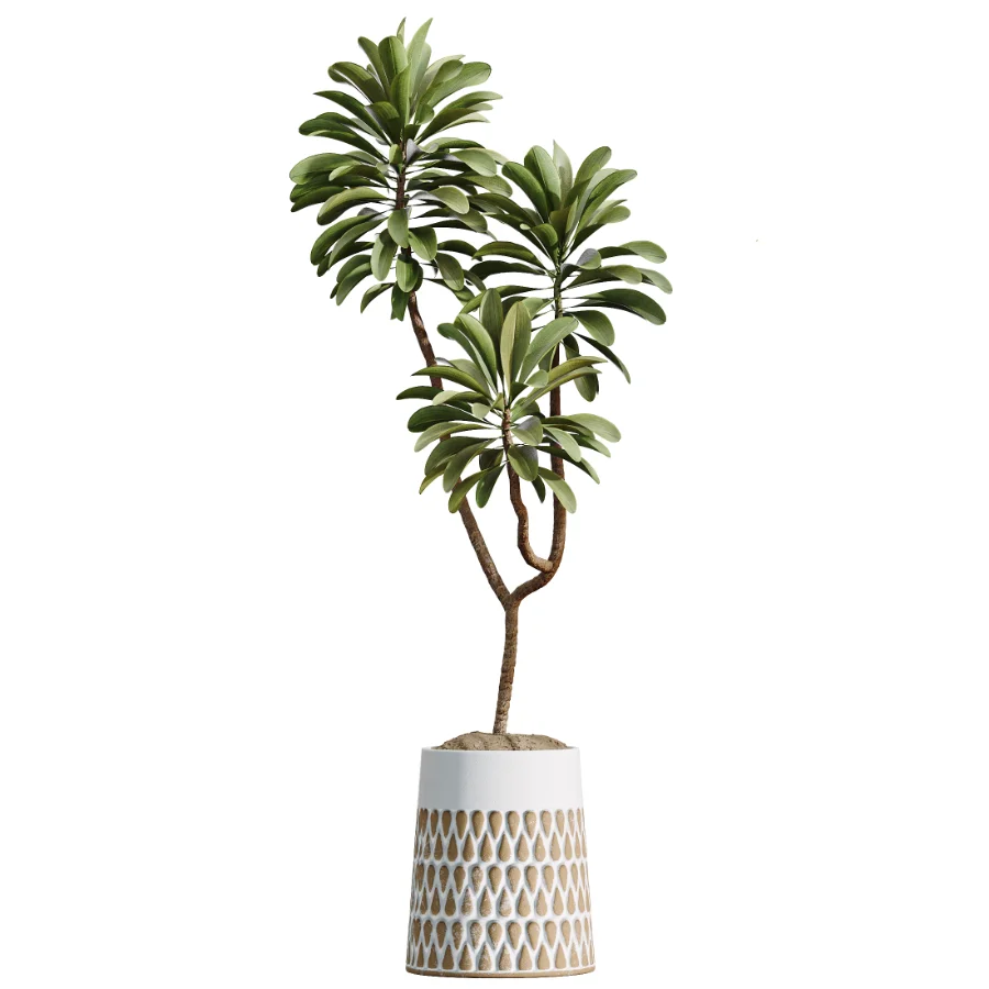 AV Indoor Plants Set 509 Licuala Palm Olive Ficus Binnendijkii Drupifera Areca Palm Image 3