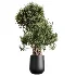 AV Indoor Plants Set 502 Ficus Bird Of Paradise Rhapis Microcarpa Bonsai - Thumbnail 4