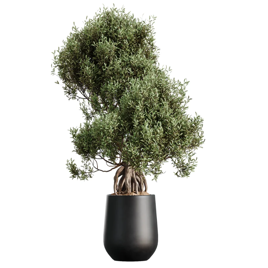 AV Indoor Plants Set 502 Ficus Bird Of Paradise Rhapis Microcarpa Bonsai Image 4