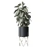 AV Indoor Plants Set 502 Ficus Bird Of Paradise Rhapis Microcarpa Bonsai - Thumbnail 5