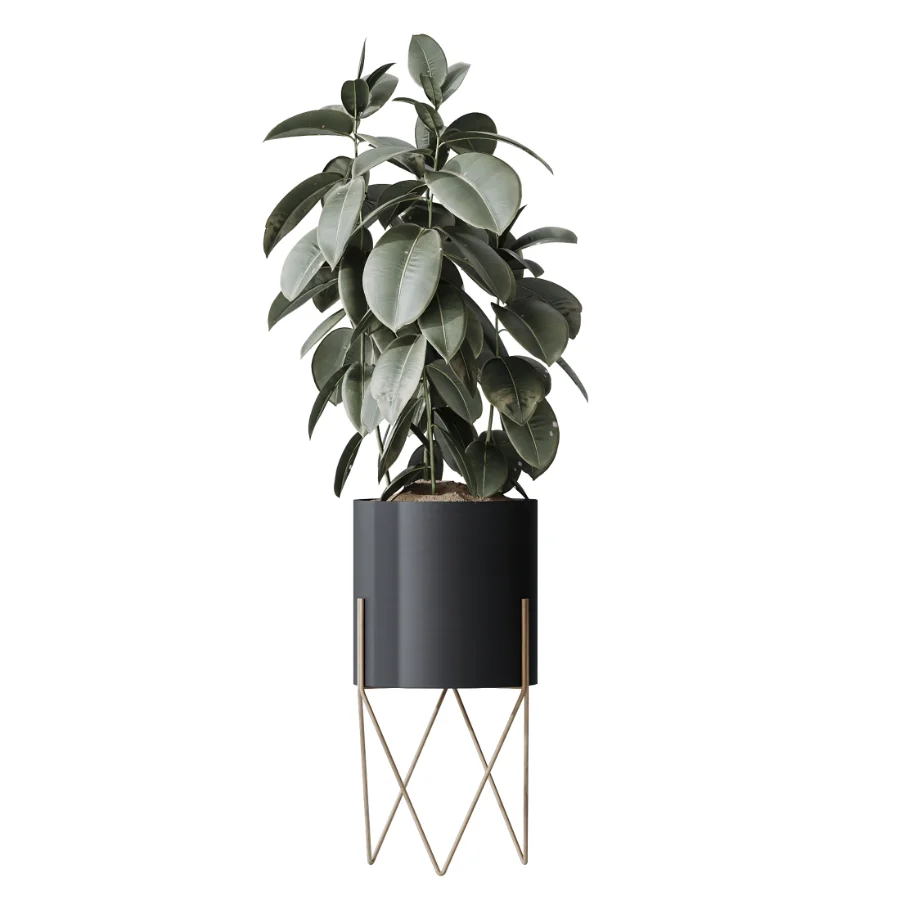 AV Indoor Plants Set 502 Ficus Bird Of Paradise Rhapis Microcarpa Bonsai Image 5