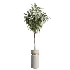AV Indoor Plants Set 505 Alocasia Elefantenohr Eucalyptus Bouquet Olive Ficus - Thumbnail 1