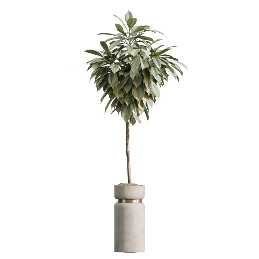 AV Indoor Plants Set 505 Alocasia Elefantenohr Eucalyptus Bouquet Olive Ficus Image 1