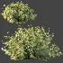 AV Plant Bush Tormentil Potentilla Erecta 02 - Thumbnail 6