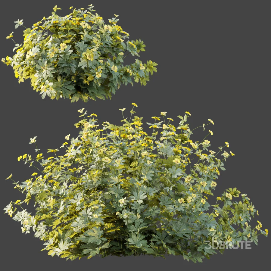 AV Plant Bush Tormentil Potentilla Erecta 02 Image 6
