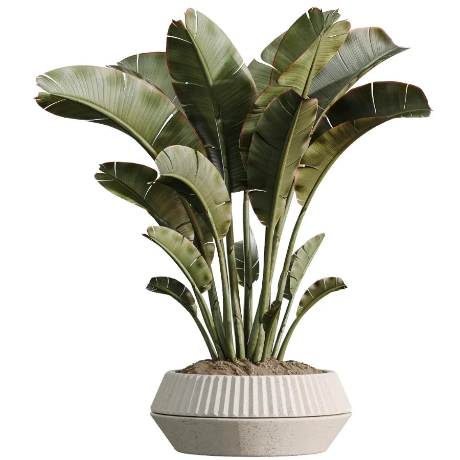 AV Indoor Plants Set514 Olive Banana Yucca Calathea Lutea Zamioculcas Zamiifolia Image 5