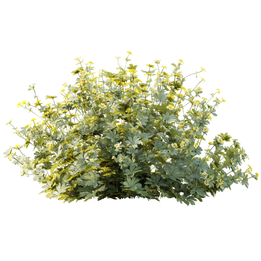 AV Plant Bush Tormentil Potentilla Erecta 02 Image 2