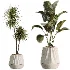 AV Indoor Plants Set514 Olive Banana Yucca Calathea Lutea Zamioculcas Zamiifolia - Thumbnail 6