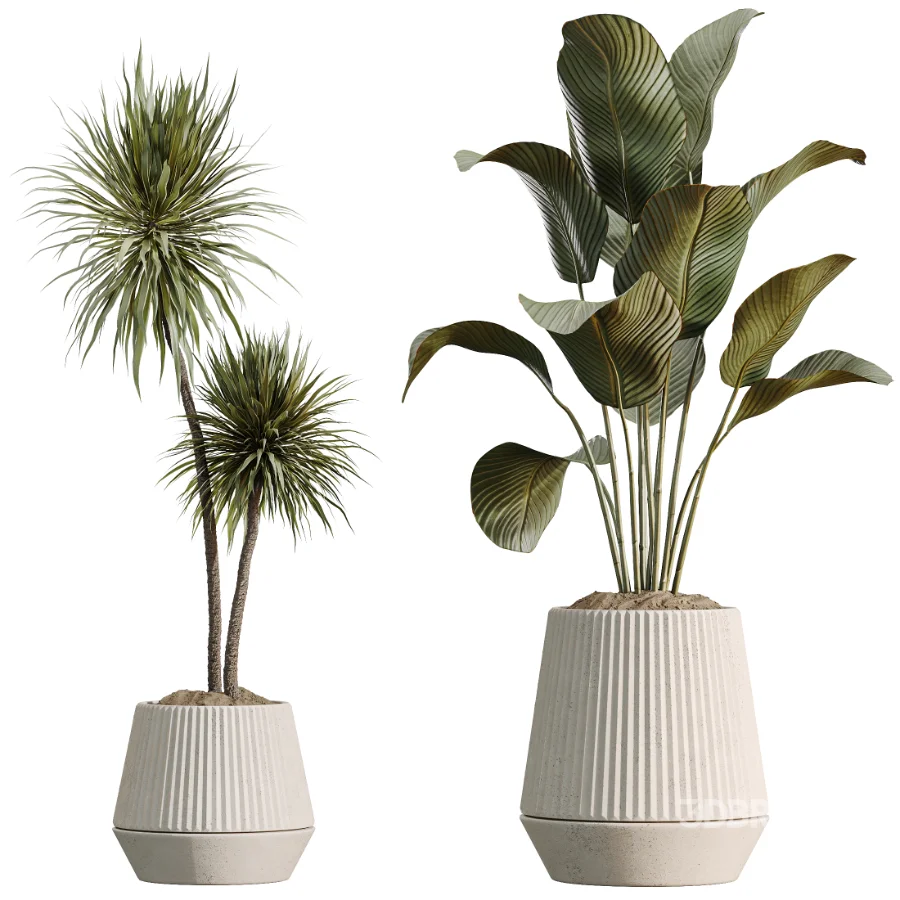 AV Indoor Plants Set514 Olive Banana Yucca Calathea Lutea Zamioculcas Zamiifolia Image 6