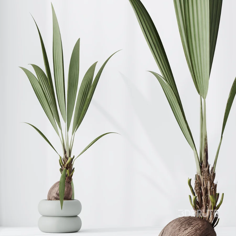 AV Indoor Plants Set 517 Ficus Coconut Palm Ficus Elastica Olive Eucalyptus Image 2