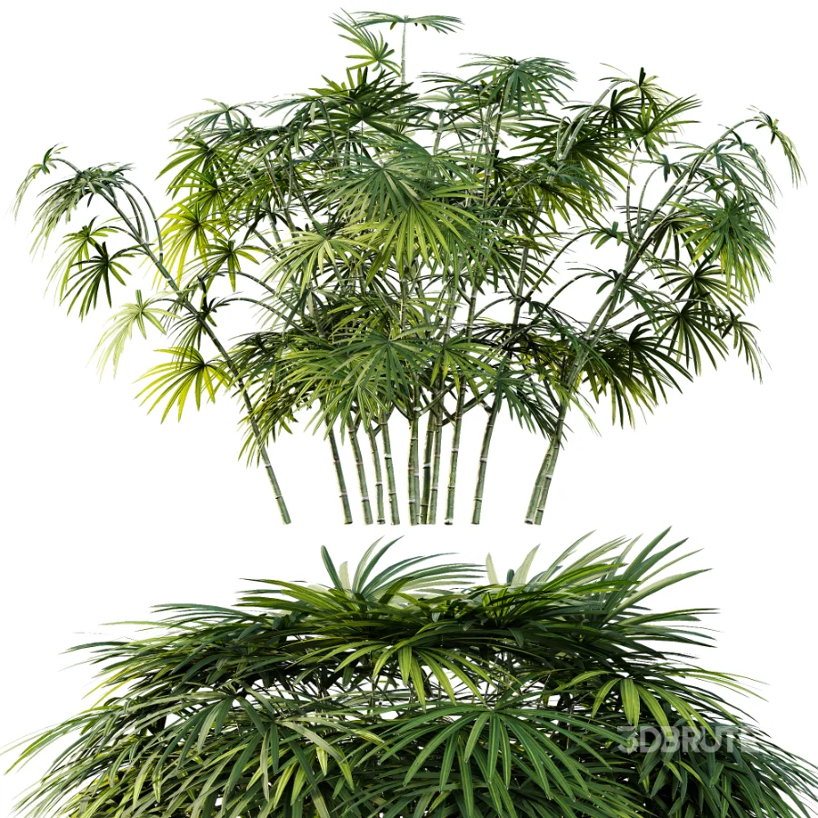 AV Plant Rhapis Excelsa Palm Bush 02 Image 1