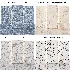 Stone 148 (Palladiana Carrara, Terrazzo, Luxury Marble) - Thumbnail 6