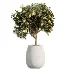 AV Indoor Plants Set 515 Dracaena Warneckii Banana Ficus Microcarpa Bonsai Lemon Tree - Thumbnail 4