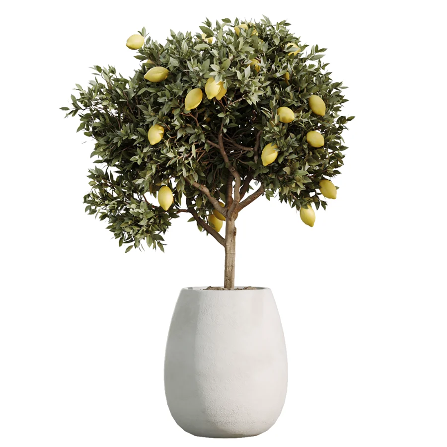 AV Indoor Plants Set 515 Dracaena Warneckii Banana Ficus Microcarpa Bonsai Lemon Tree Image 4
