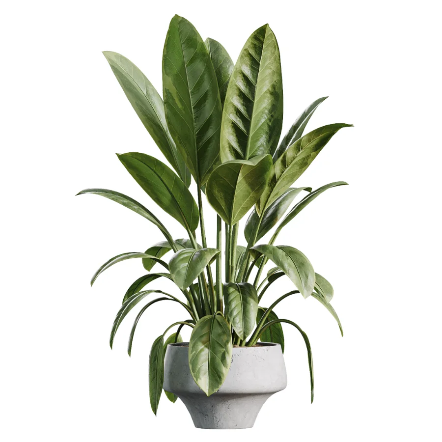 AV Indoor Plants Set 517 Ficus Coconut Palm Ficus Elastica Olive Eucalyptus Image 1