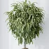 AV Indoor Plants Set 509 Licuala Palm Olive Ficus Binnendijkii Drupifera Areca Palm - Thumbnail 8