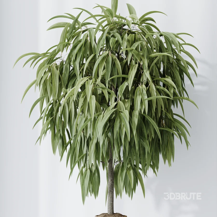 AV Indoor Plants Set 509 Licuala Palm Olive Ficus Binnendijkii Drupifera Areca Palm Image 8