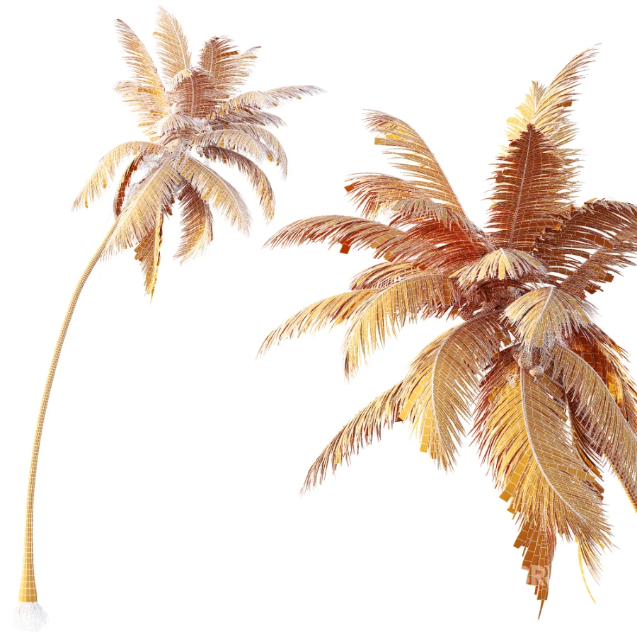 AV Plant Cocos Nucifera Palm Tree 02 Image 7