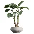 AV Indoor Plants Set 506 Peace Lily Cunjevoi Briful Pachira Warneckii Alnus - Thumbnail 1